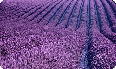 lavender extract for cooking