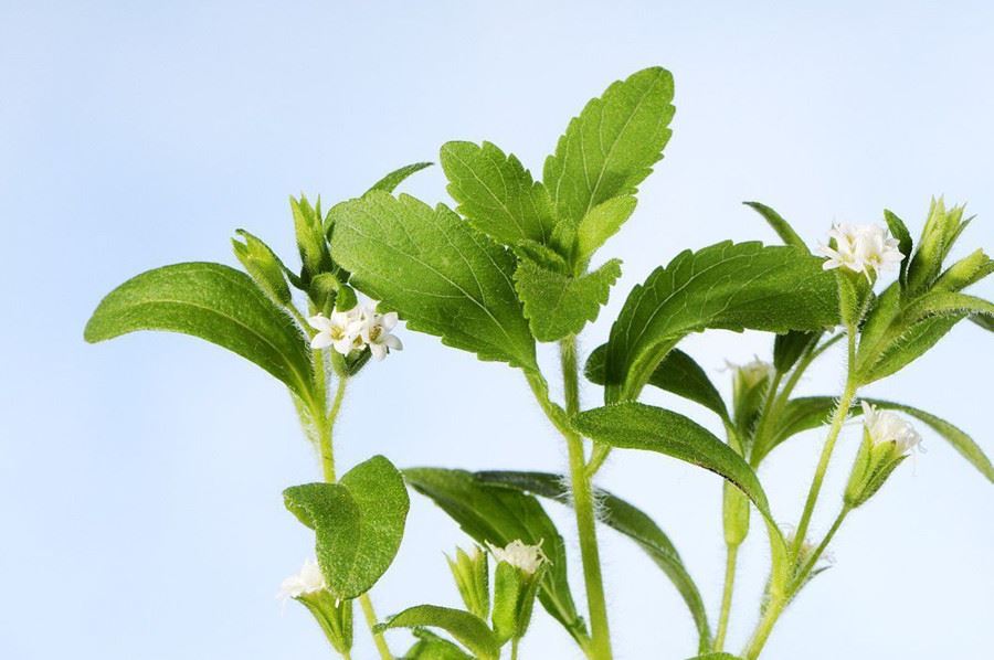 glucosylated steviol glycosides