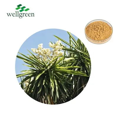Yucca ekstrakti pulber